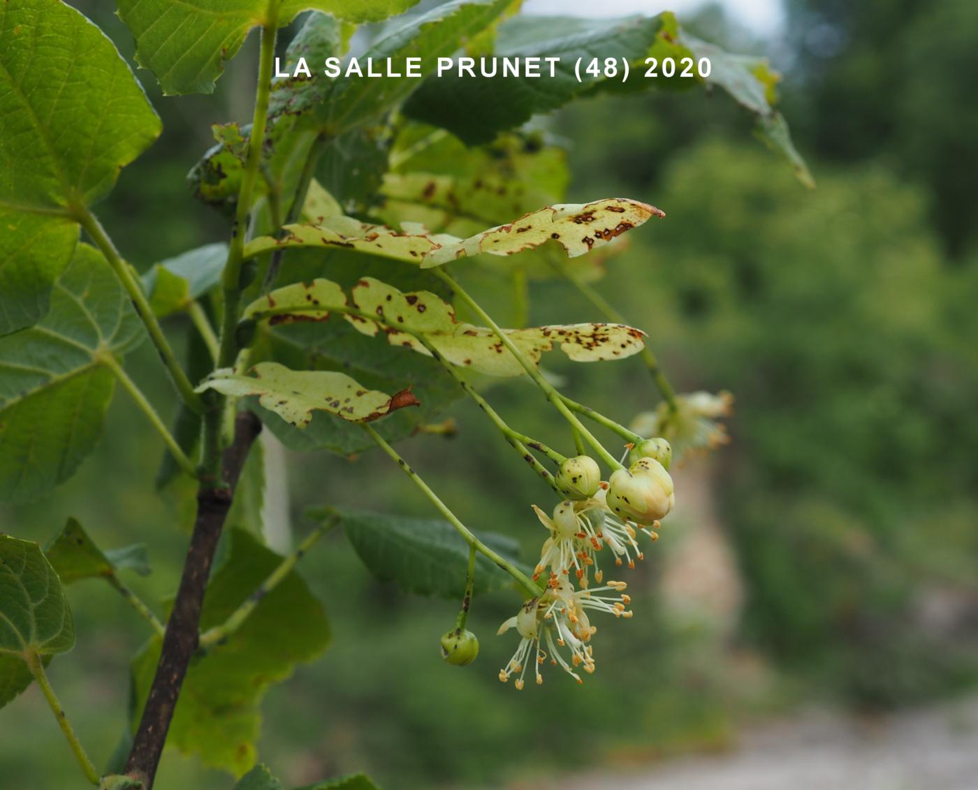 Lime, Large-leaved flower